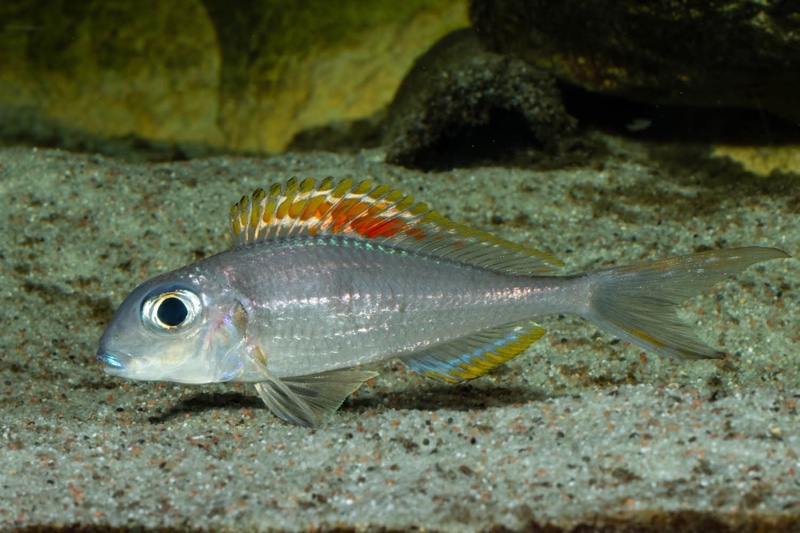 Xenotilapia nigrolabiata 'Chituta Bay'